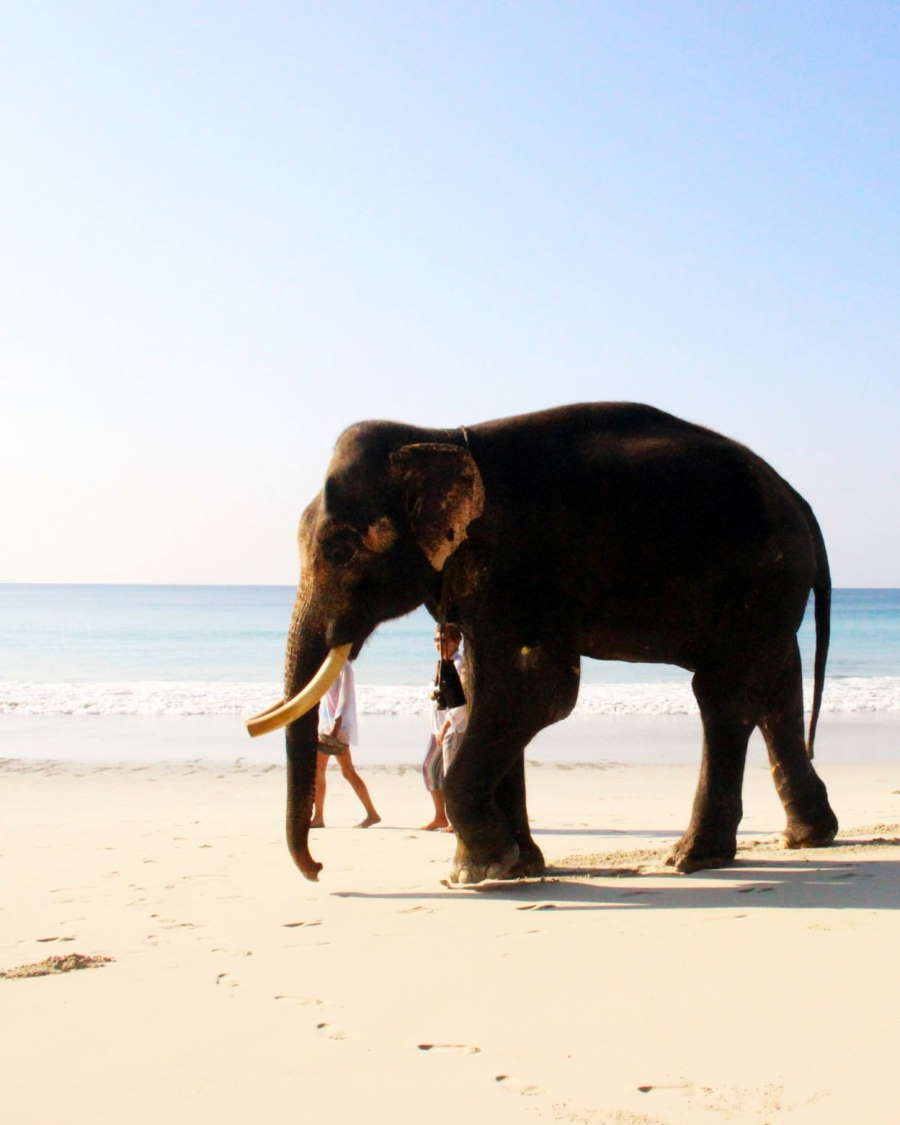 The Ultimate Andaman and Nicobar Guide Header Image